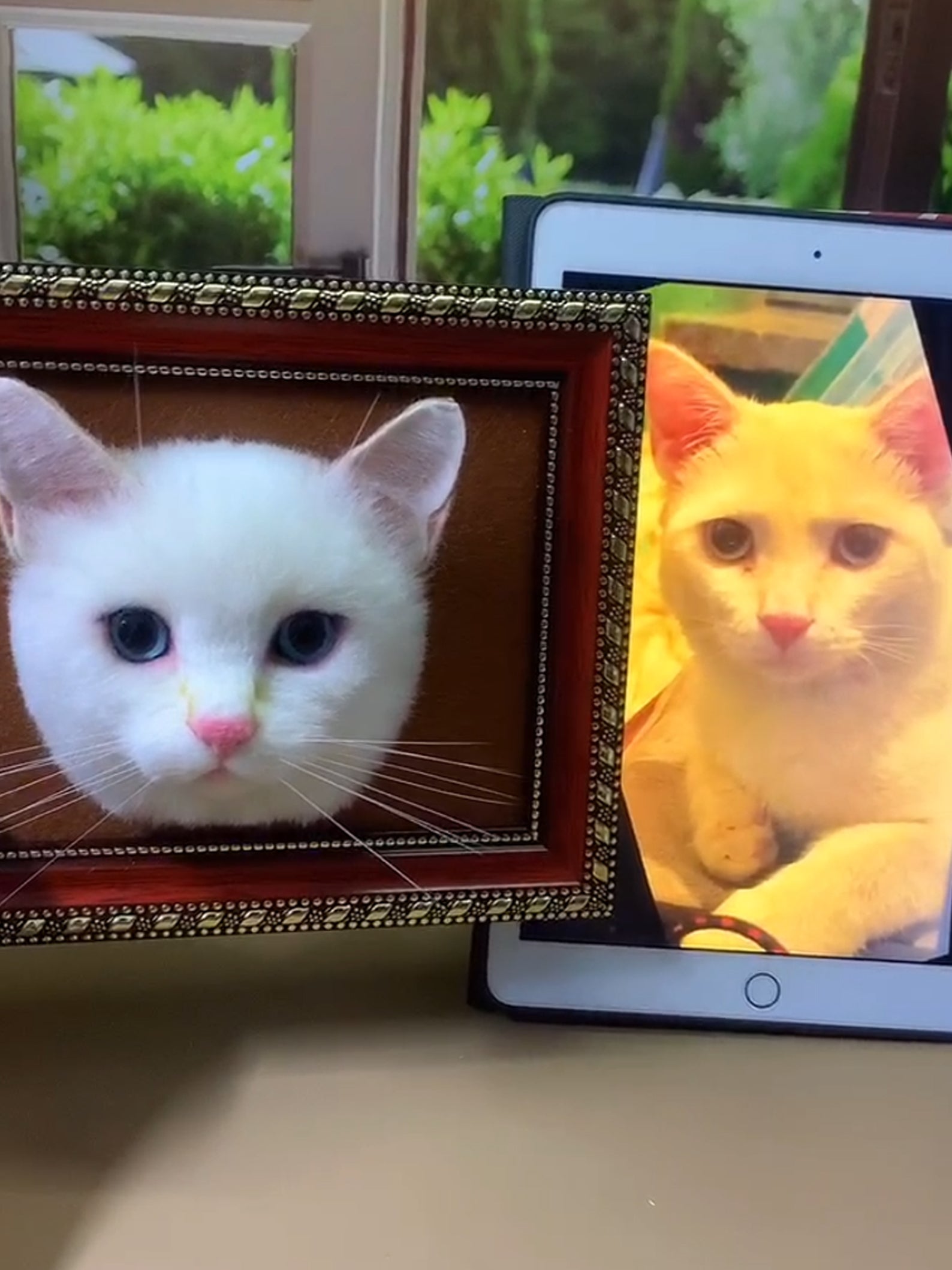 Custom Needle Felt 3D Pet Portrait | Cat Head | Transplant Short Hair